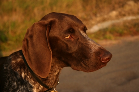 Vesakon Giulietta