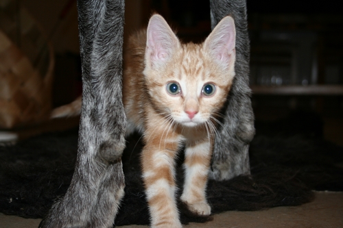 Kissa
